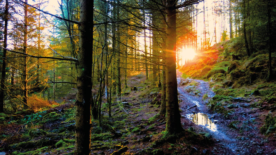 The North Face mountain biking trail, Grizedale, Lake District | Outdoor Adventure Motivational Speaking | Hetty Key | Mud, Chalk & Gears