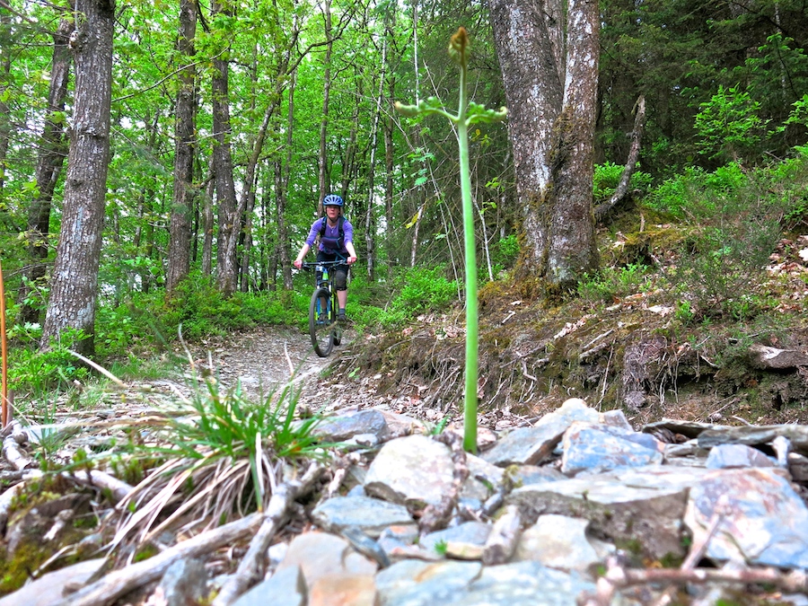 Mountain biking, Raven Trail, Brechfa | Outdoor Adventure Motivational Speaking | Hetty Key | Mud, Chalk & Gears