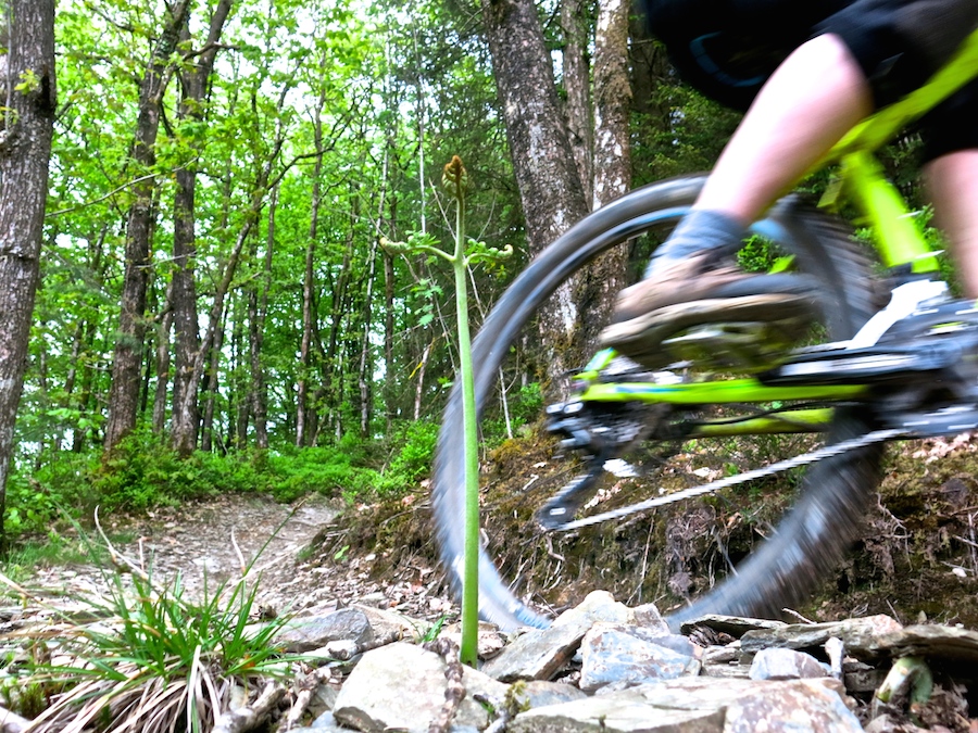 Mountain biking, Raven Trail, Brechfa | Outdoor Adventure Motivational Speaking | Hetty Key | Mud, Chalk & Gears